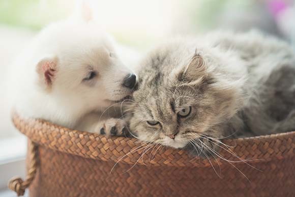 写真：犬と猫