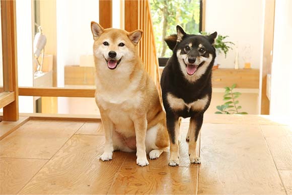 写真：犬