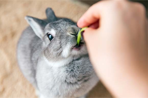 写真：ウサギ